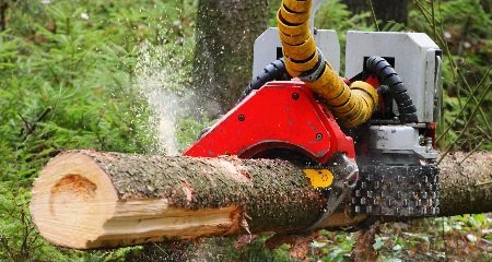 forestal