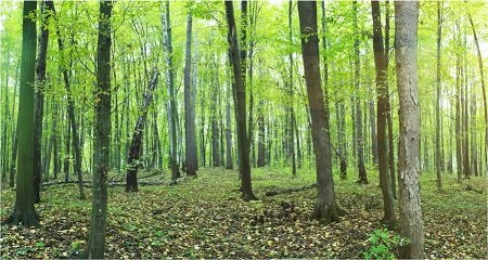 explotación forestal