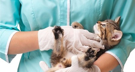 medicina veterinaria