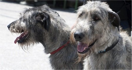 Los Perros