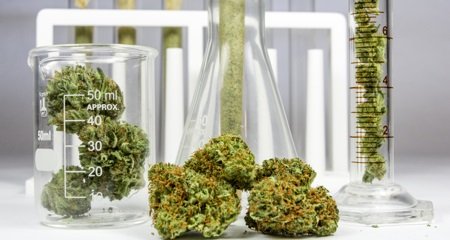 marihuana y cannabis